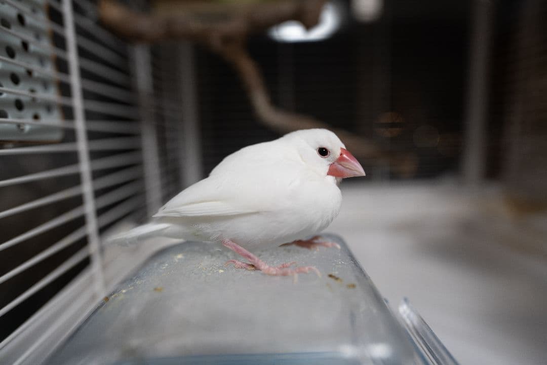 SONY FE 20mm F1.8 G レンズ【ma-san】