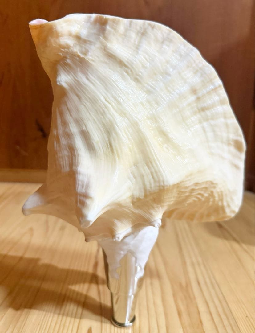 希少古代特大肉厚桃色法螺貝　（ピンク貝）法螺貝　ほら貝❣️コンク貝笛