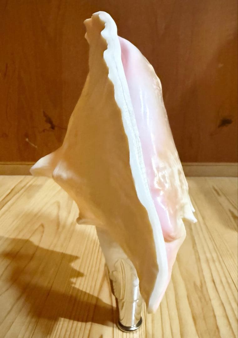 希少古代特大肉厚桃色法螺貝　（ピンク貝）法螺貝　ほら貝❣️コンク貝笛