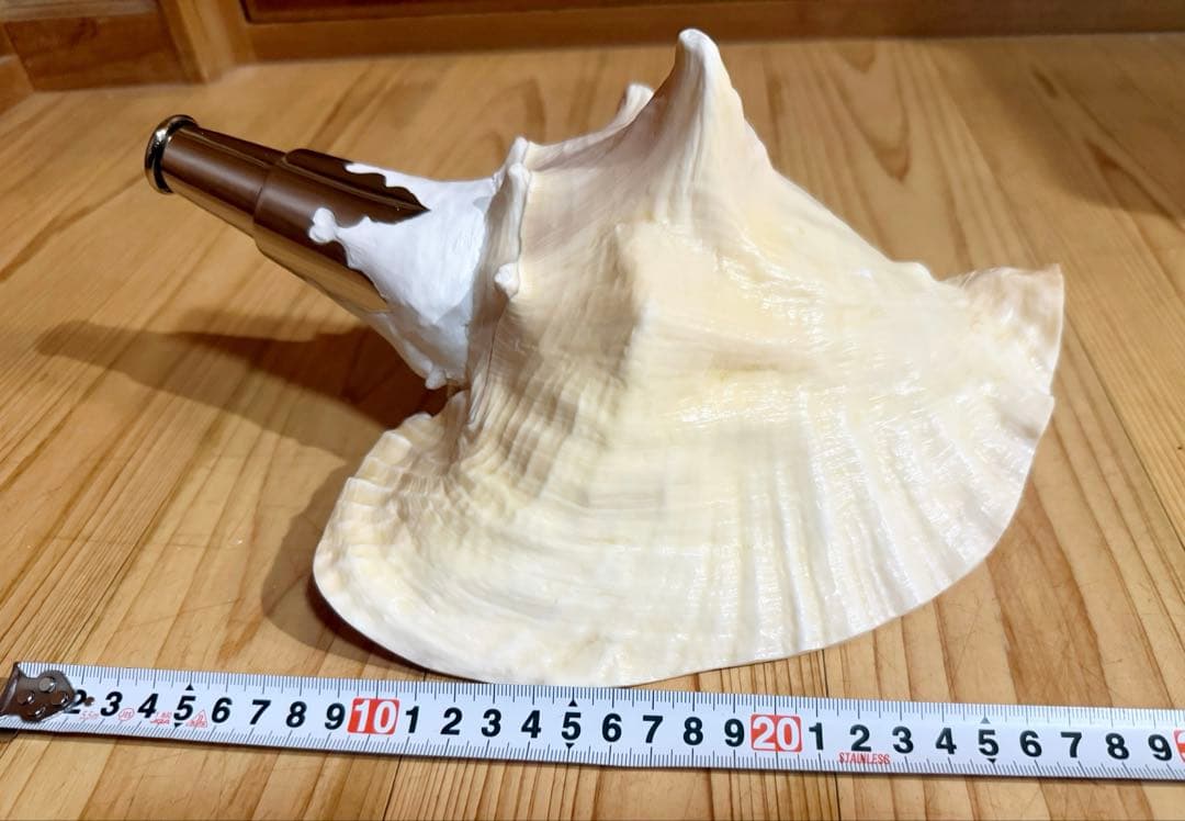 希少古代特大肉厚桃色法螺貝　（ピンク貝）法螺貝　ほら貝❣️コンク貝笛