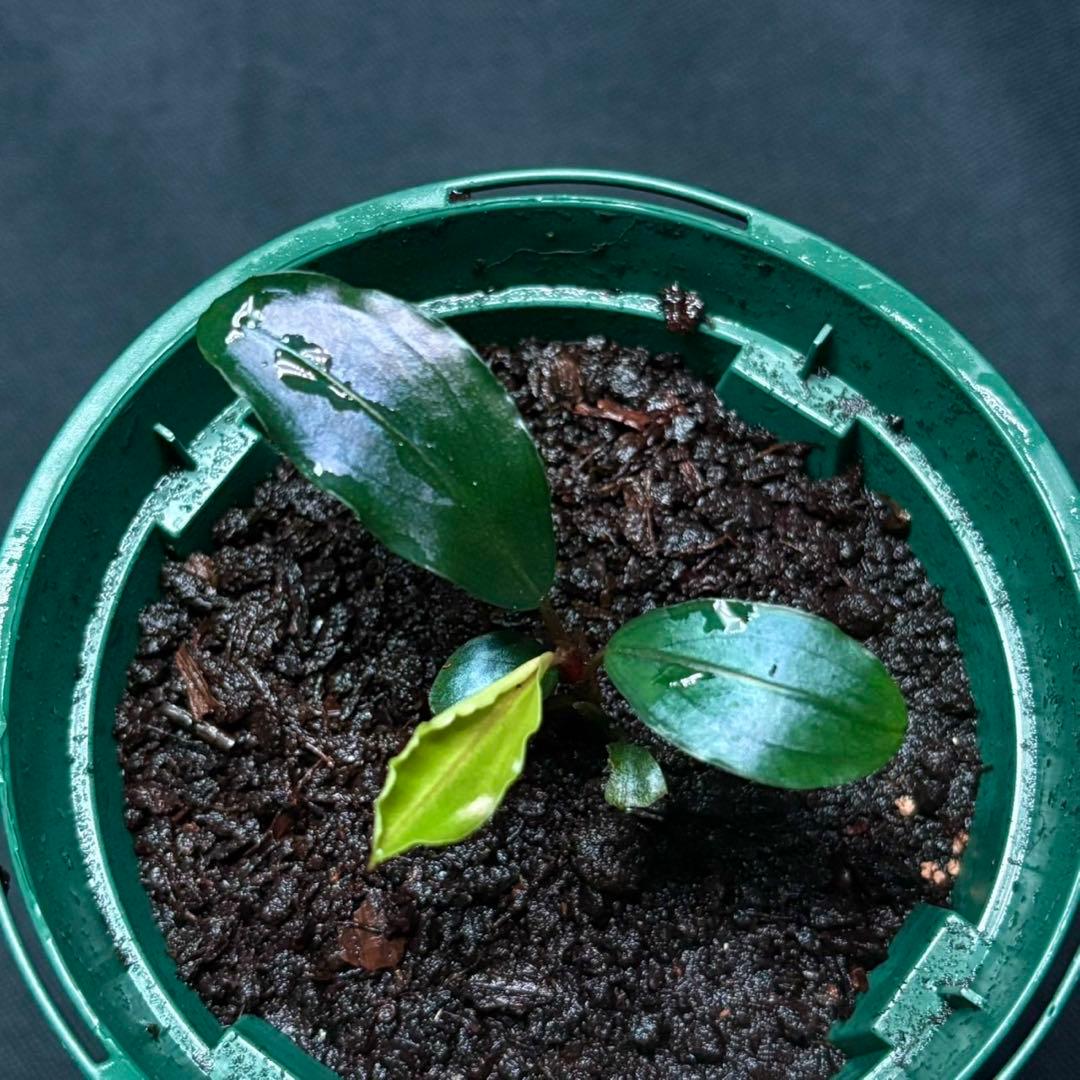 ブセファランドラ sp.モトレイアーナ スーパーブルー