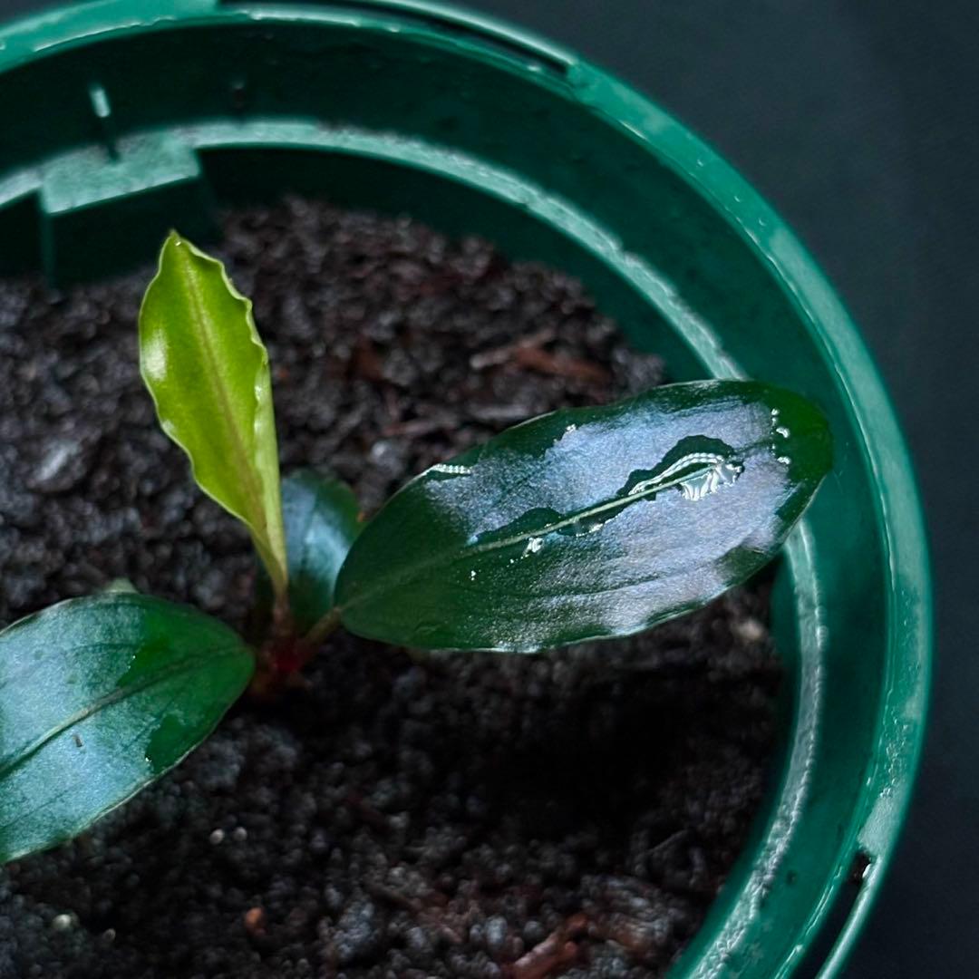 ブセファランドラ sp.モトレイアーナ スーパーブルー