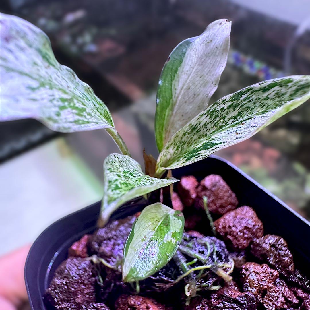 み*！様 ブセファランドラ（斑入り株）Bucephalandra Pipto と