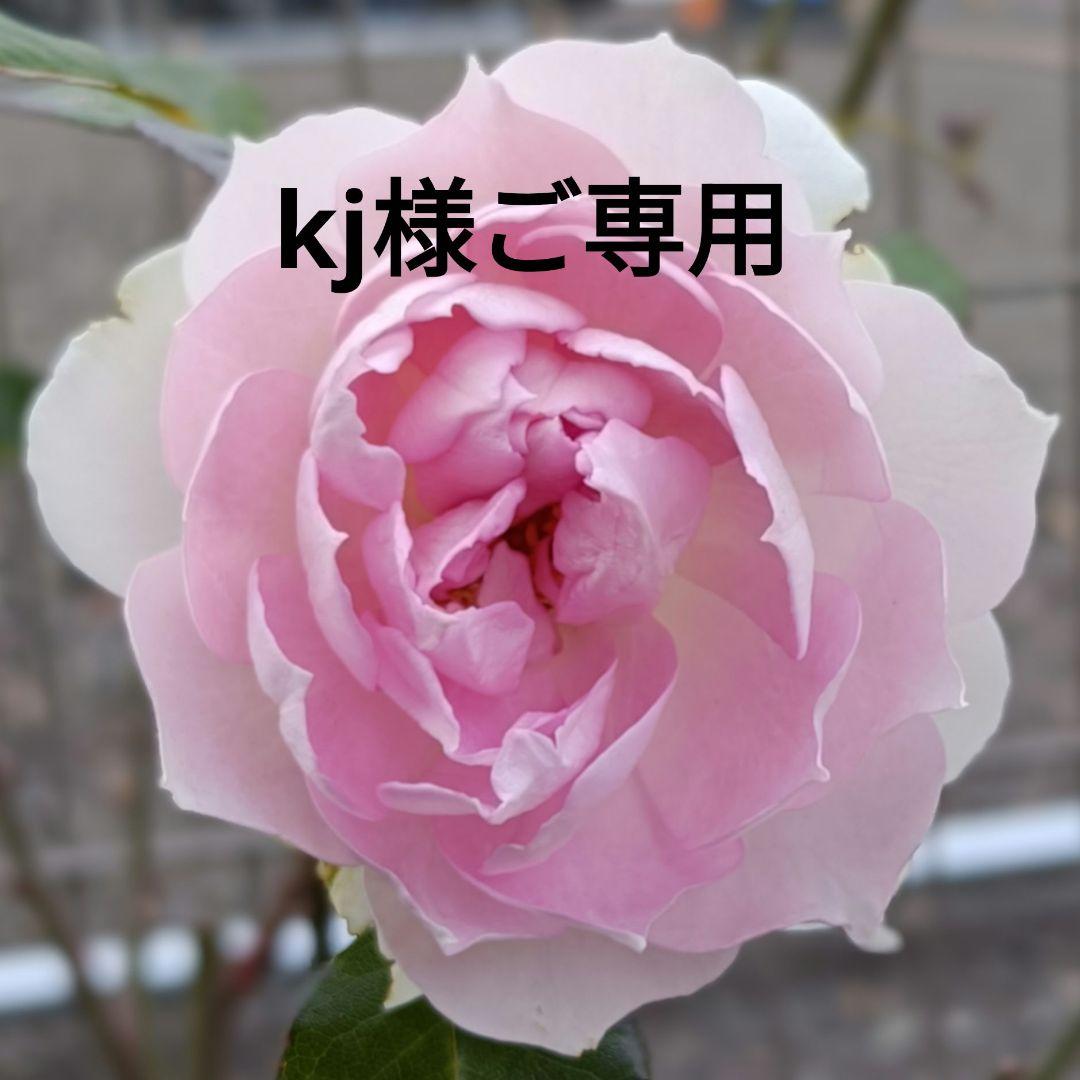 ダントン⭐️DANTON⭐️ウールモッサ⭐️ノーカラー⭐️ネイビー⭐️40