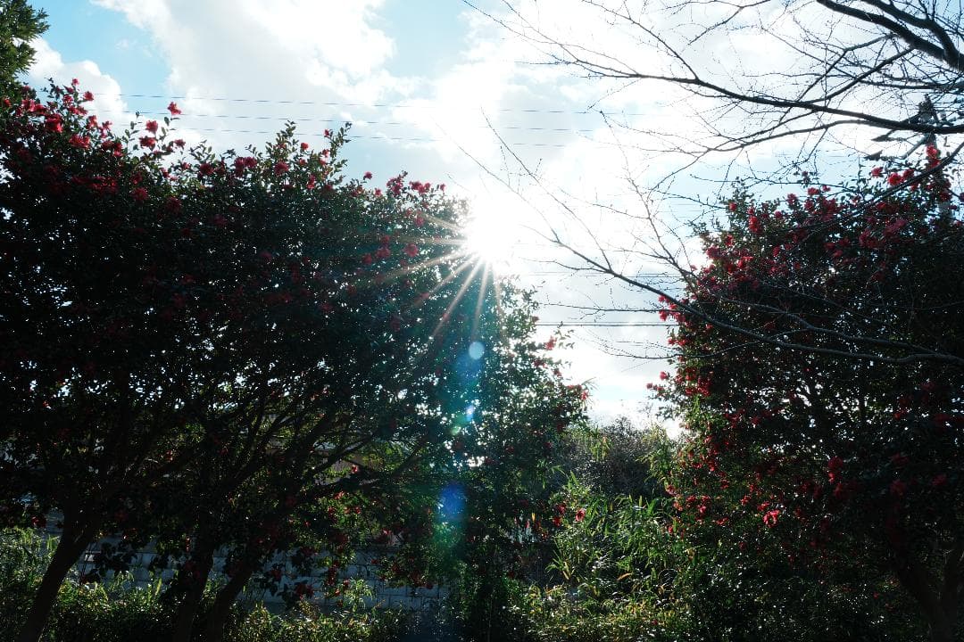 プロが選ぶ旅行最適レンズ SONY SEL24105G 極美品 万能ズームレンズ