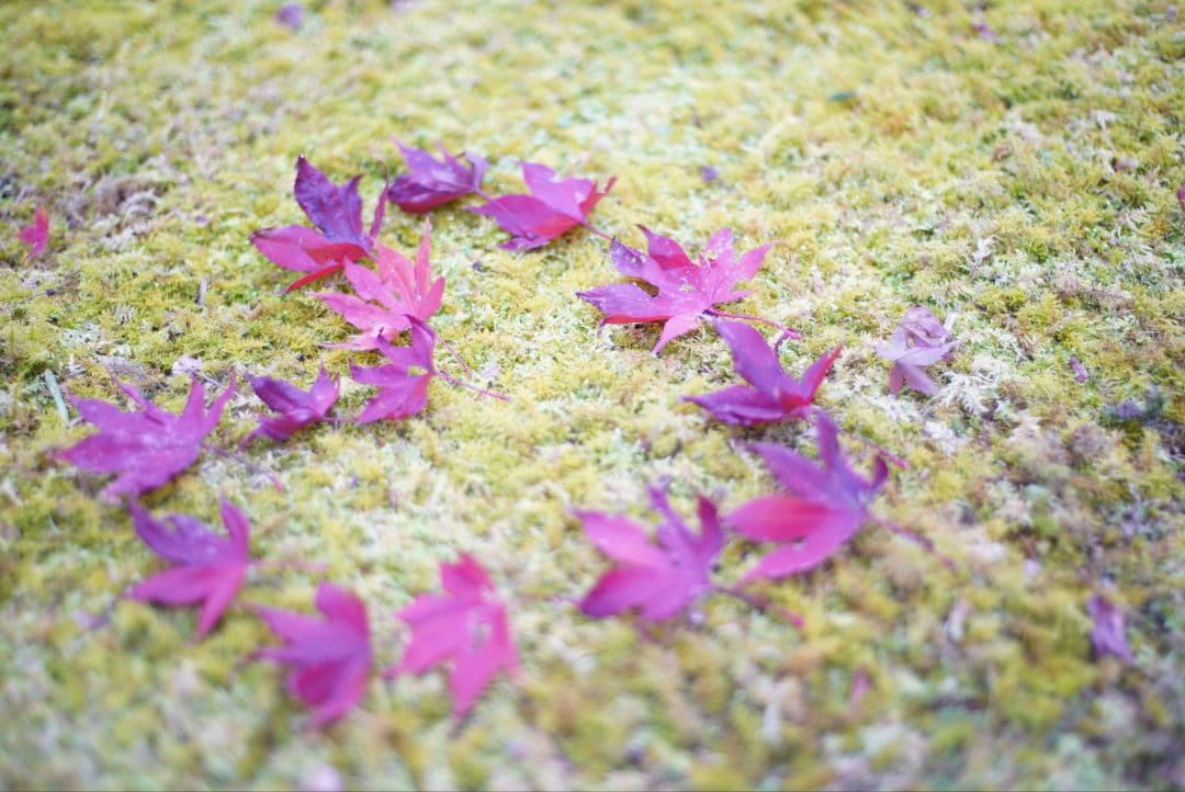 【動作確認済】Nikon Ai-s 50mm f1.8 パンケーキレンズ