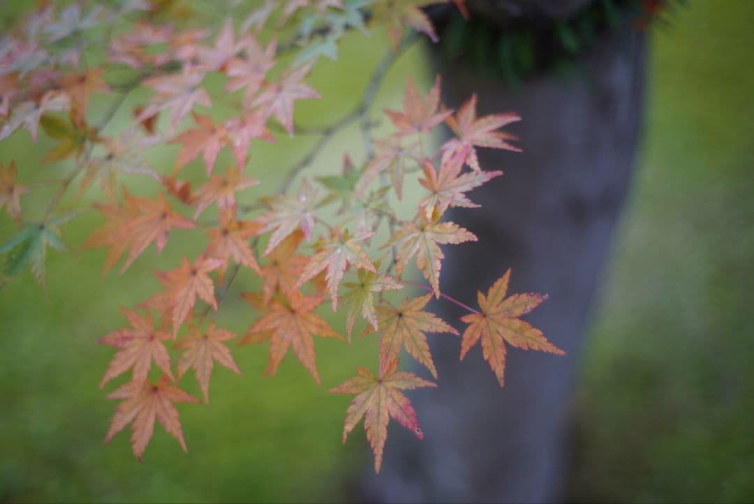 【動作確認済】Nikon Ai-s 50mm f1.8 パンケーキレンズ