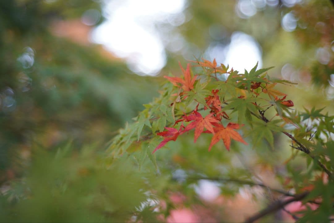 【動作確認済】Nikon Ai-s 50mm f1.8 パンケーキレンズ