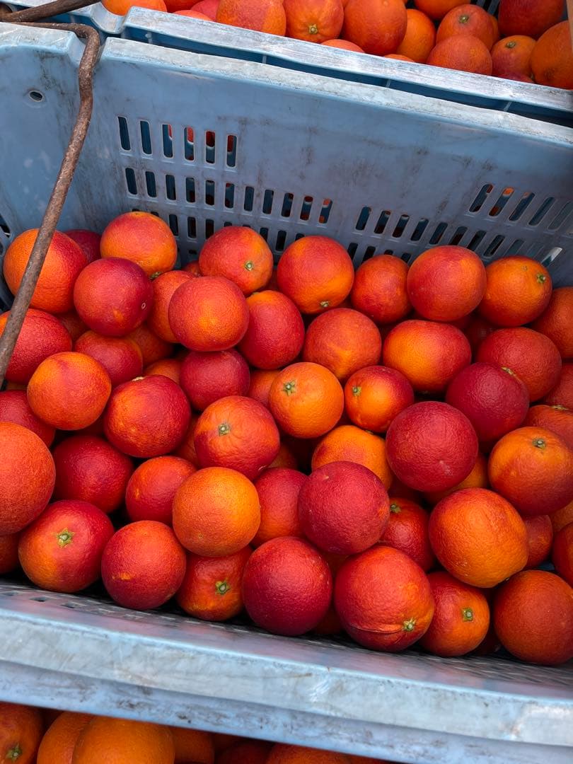 ブラッドオレンジジュース（モロ種）　100%ストレートジュース　12本入