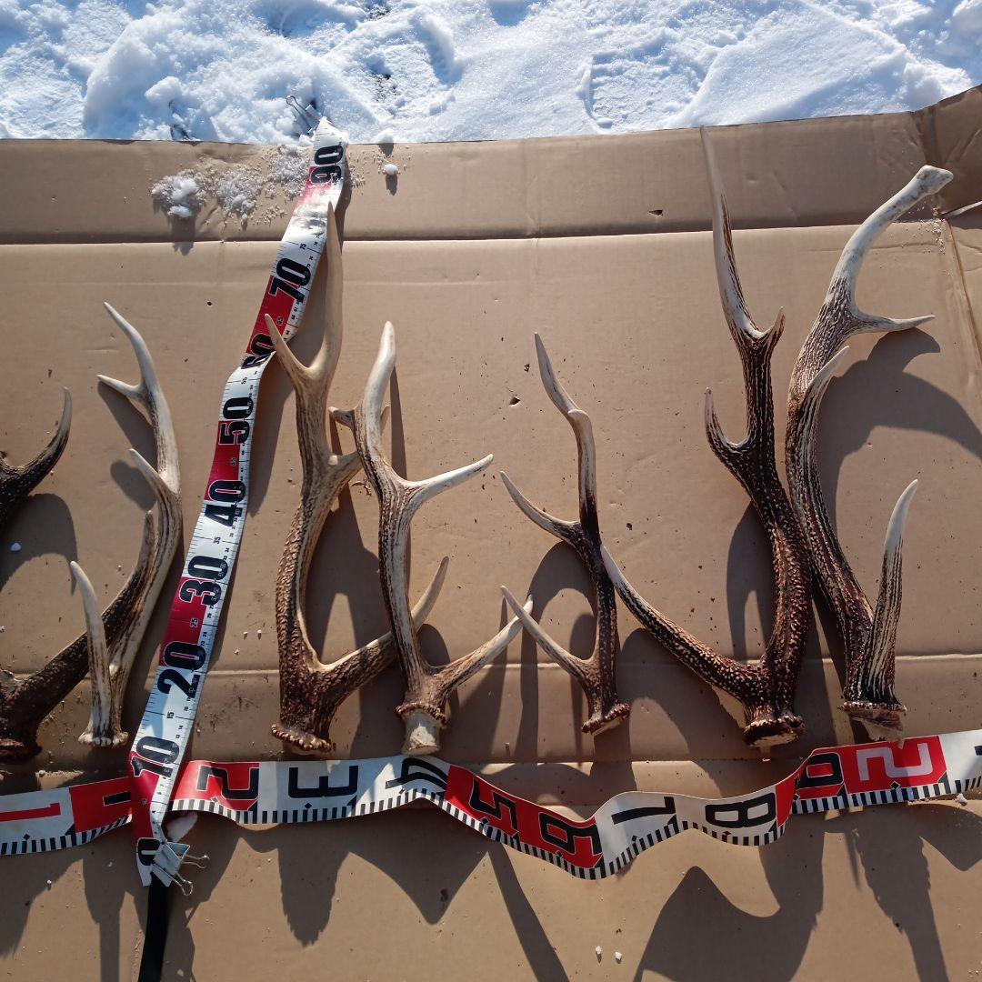 ク*ト様 蝦夷鹿の角 　犬用おもちゃ　工芸品などにどうぞ　１２番