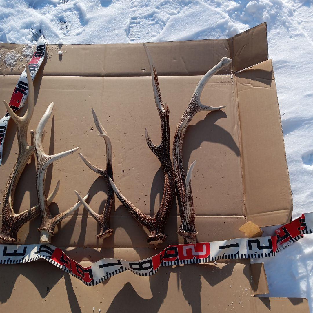 ク*ト様 蝦夷鹿の角 　犬用おもちゃ　工芸品などにどうぞ　１２番