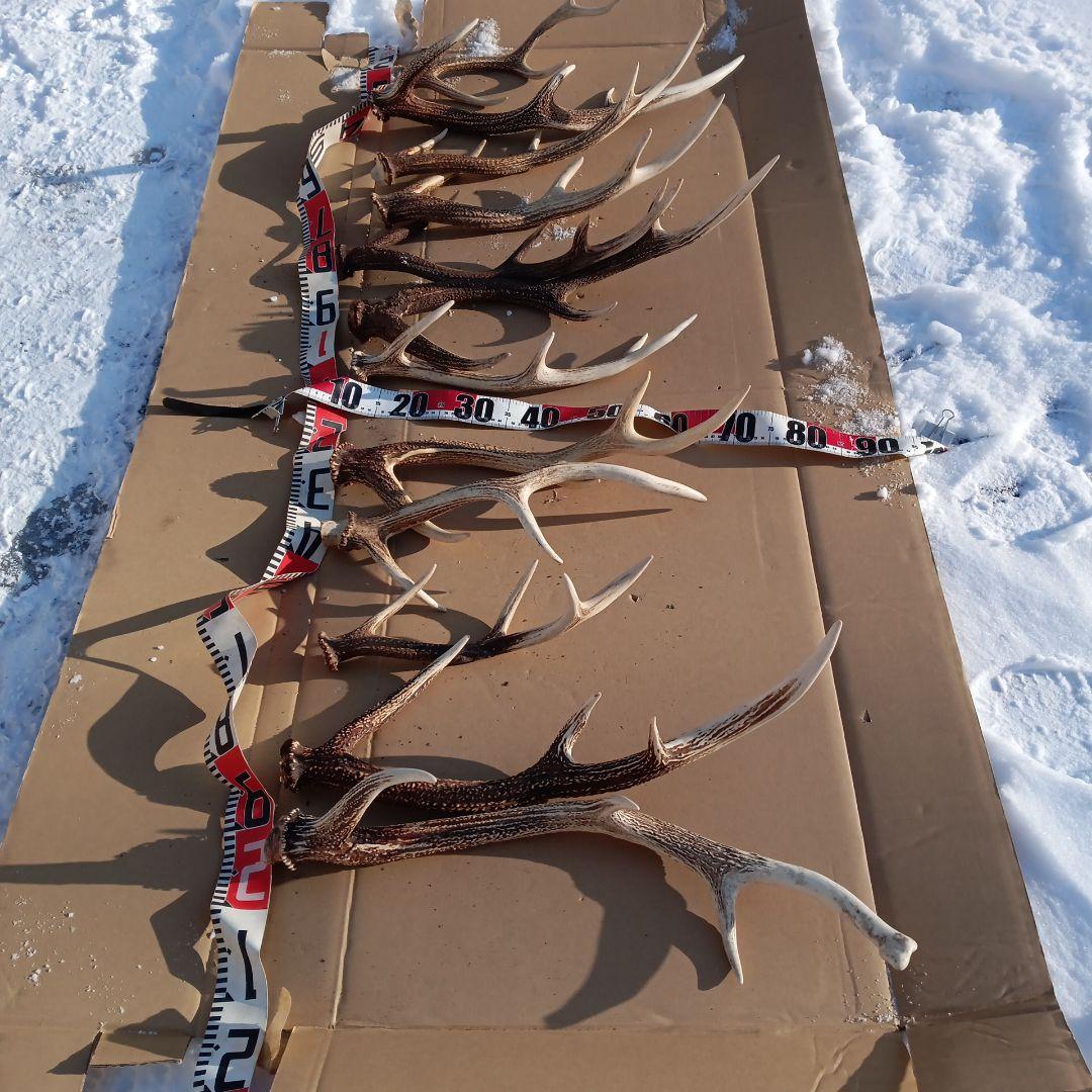 ク*ト様 蝦夷鹿の角 　犬用おもちゃ　工芸品などにどうぞ　１２番