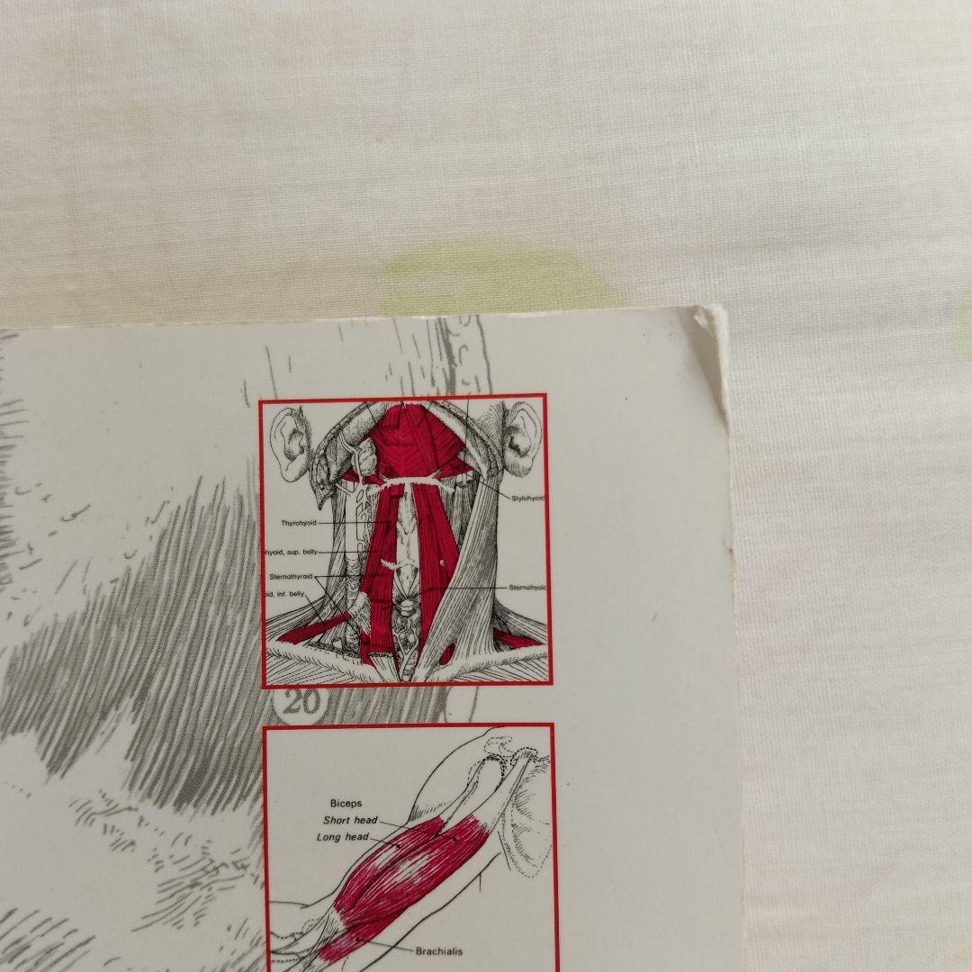 ケンダル 筋:機能とテスト