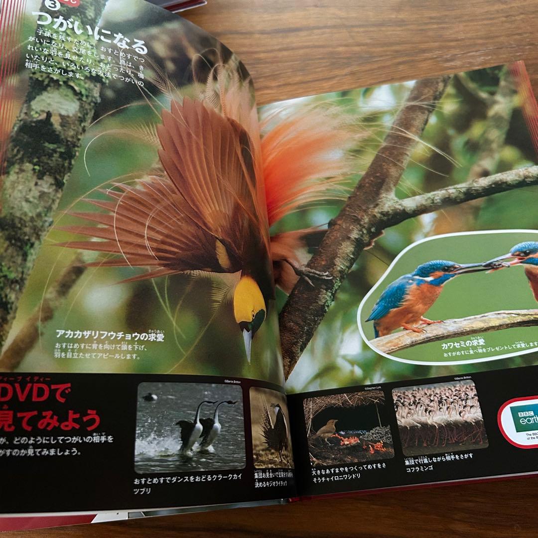 美品✨学研の図鑑LIVE 新版 13冊セットDVDセット✨＋実験キット3種付き◆