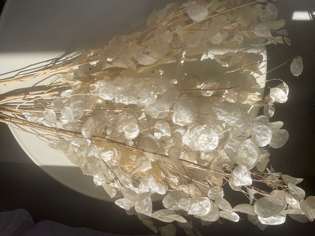 ルナリア　ドライフラワー