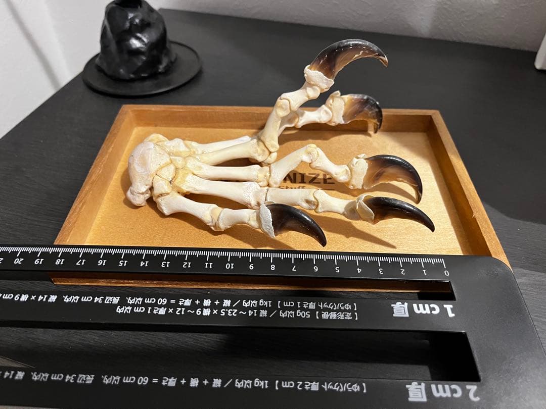 ツキノワグマ　手　標本