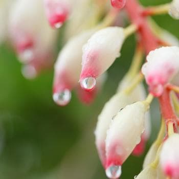 【専用】サネン『隠れた本質を引き出す』フラワーエッセンスのシャンドゥルール　他