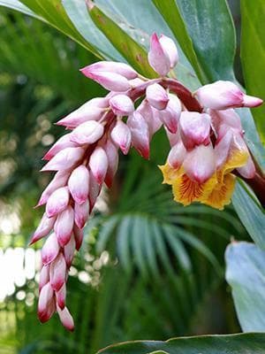 【専用】サネン『隠れた本質を引き出す』フラワーエッセンスのシャンドゥルール　他