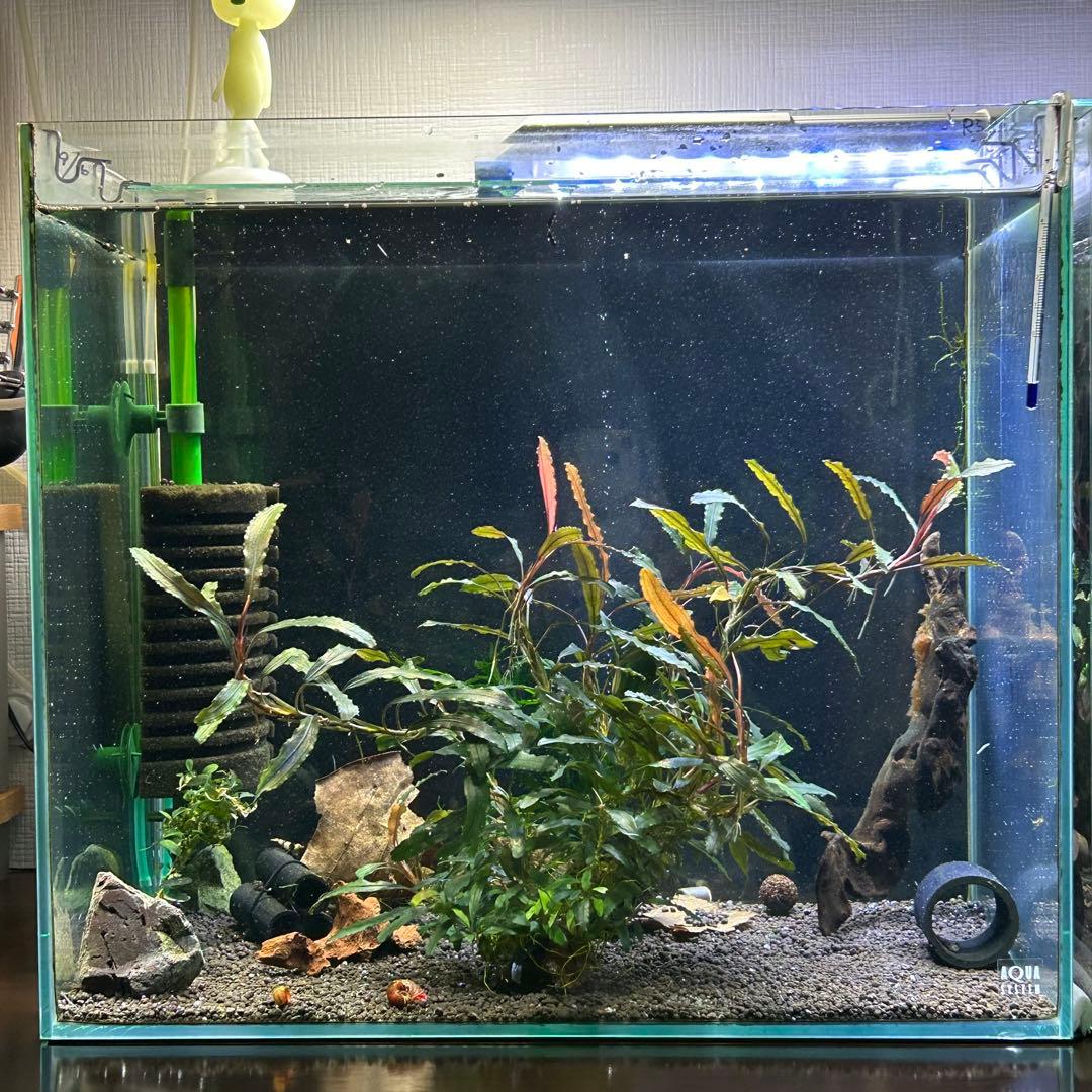 ブセファランドラ sp. クアラクアヤン 超大株 無農薬 水中葉