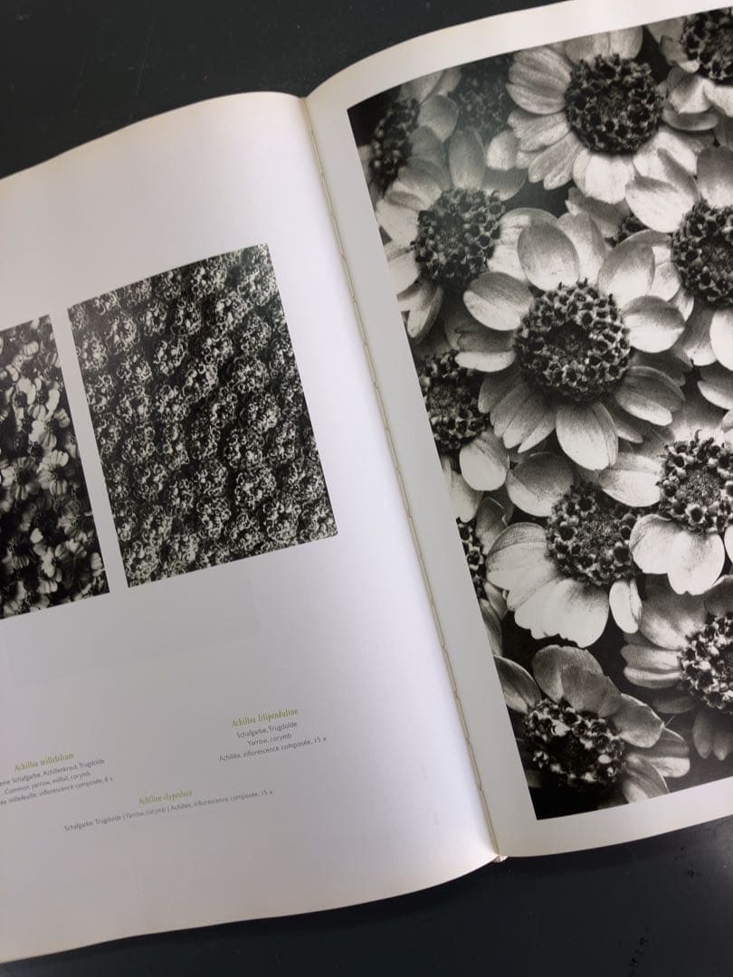 Karl Blossfeldt 植物写真集