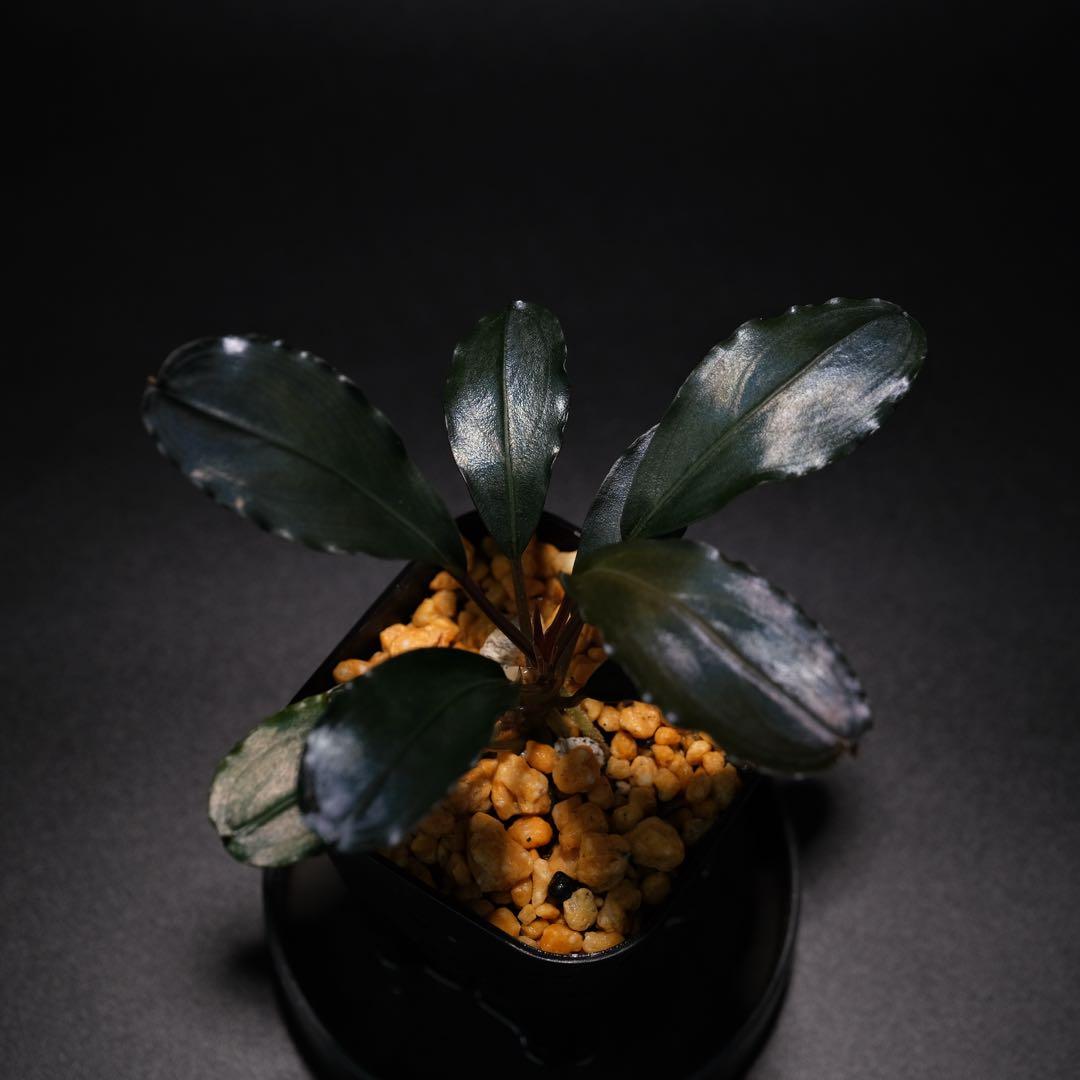 SatoさんBucephalandra