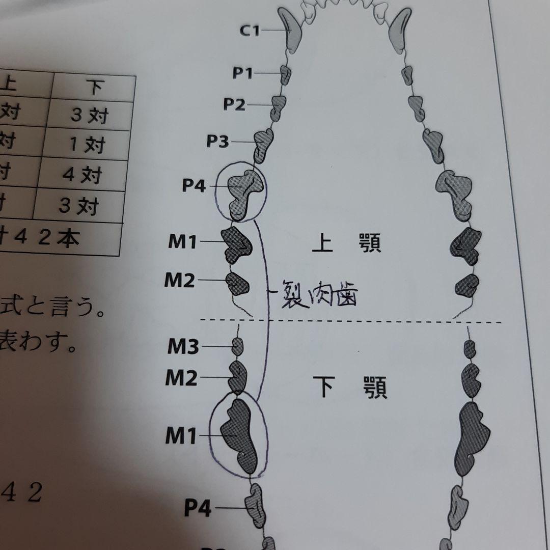 キャットケアスペシャリスト 看護・介護士プラス講座 教材セット一式