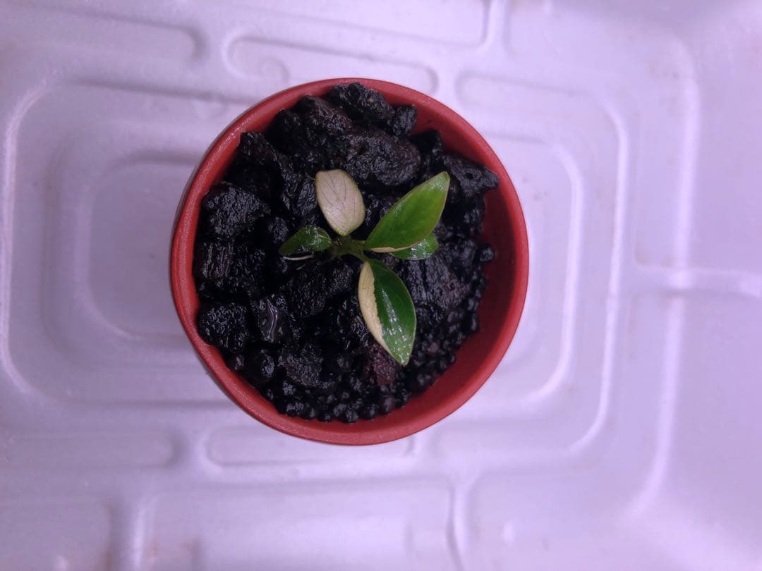 Anubias Panda Congensis(斑入りパンダアヌビアス )