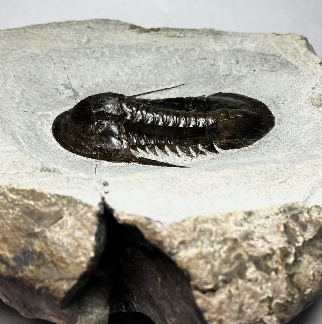 三葉虫　化石　Anomocarella