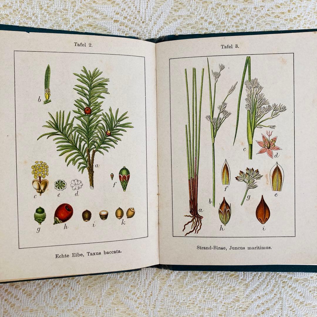 洋書　古書　ドイツのアンティーク植物図鑑　第1巻　精密で美しい植物画♡