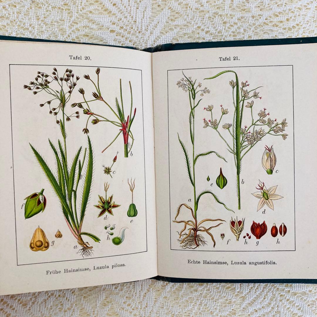 洋書　古書　ドイツのアンティーク植物図鑑　第1巻　精密で美しい植物画♡