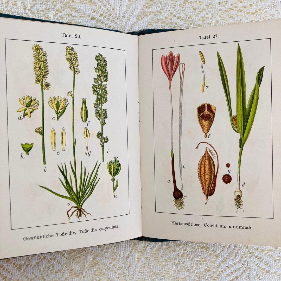 洋書　古書　ドイツのアンティーク植物図鑑　第1巻　精密で美しい植物画♡