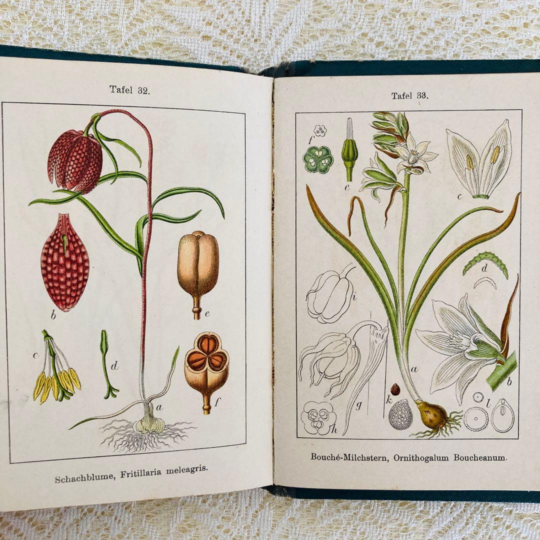 洋書　古書　ドイツのアンティーク植物図鑑　第1巻　精密で美しい植物画♡