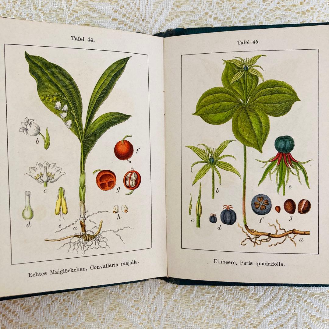 洋書　古書　ドイツのアンティーク植物図鑑　第1巻　精密で美しい植物画♡