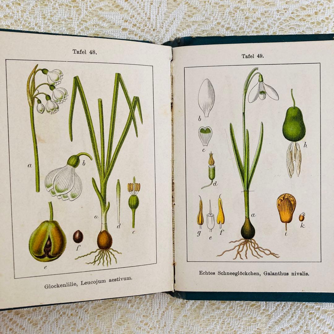 洋書　古書　ドイツのアンティーク植物図鑑　第1巻　精密で美しい植物画♡