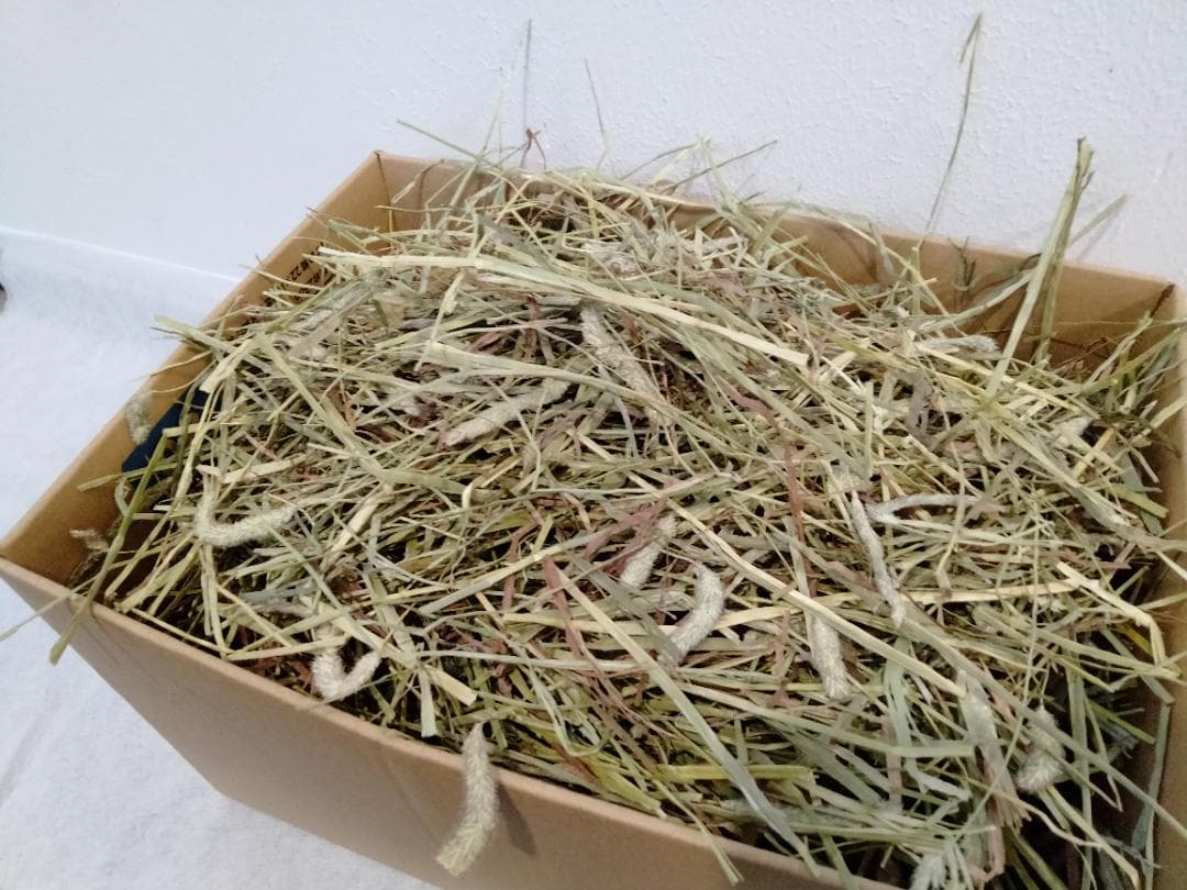 【11/30まで】 カナダ産 チモシー 50kg スーパープレミアム １番刈り