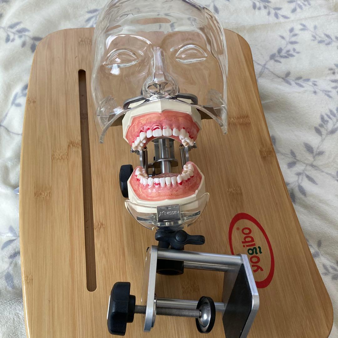 シンプルマネキン　歯科　NISSIN 歯科用模型