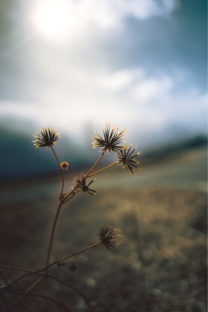 F*9様 値下げ中CONTAX Distagon T* 25mm F2.8 ZF