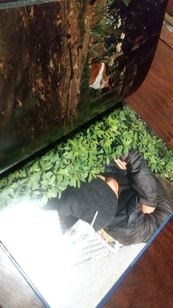 【古書】Documentary 中平卓馬