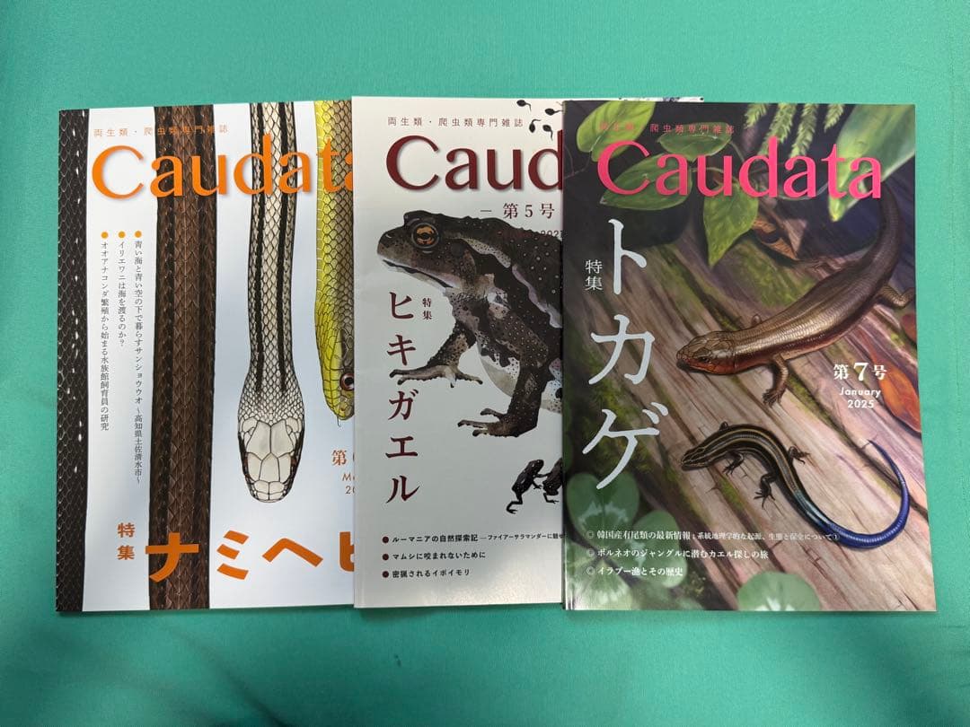 けこけこ Caudata セット(バラ売り不可)