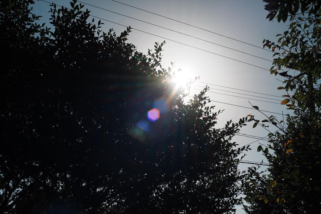 フード付 Carl Zeiss Planar 50mm F1.4 AEJ 703