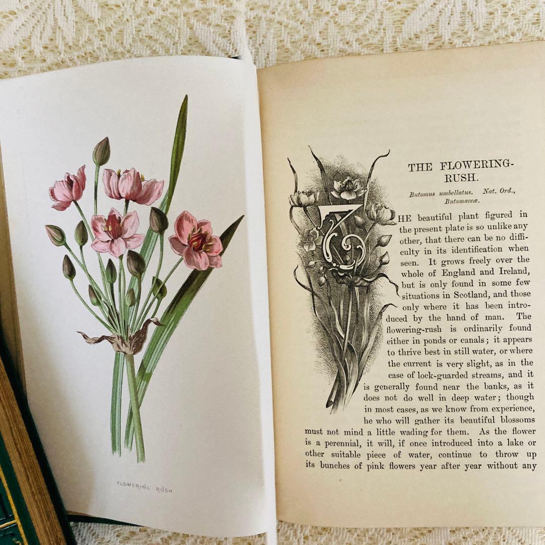 希少　Familiar Wild Flowers　アンティーク植物図鑑　洋書古書