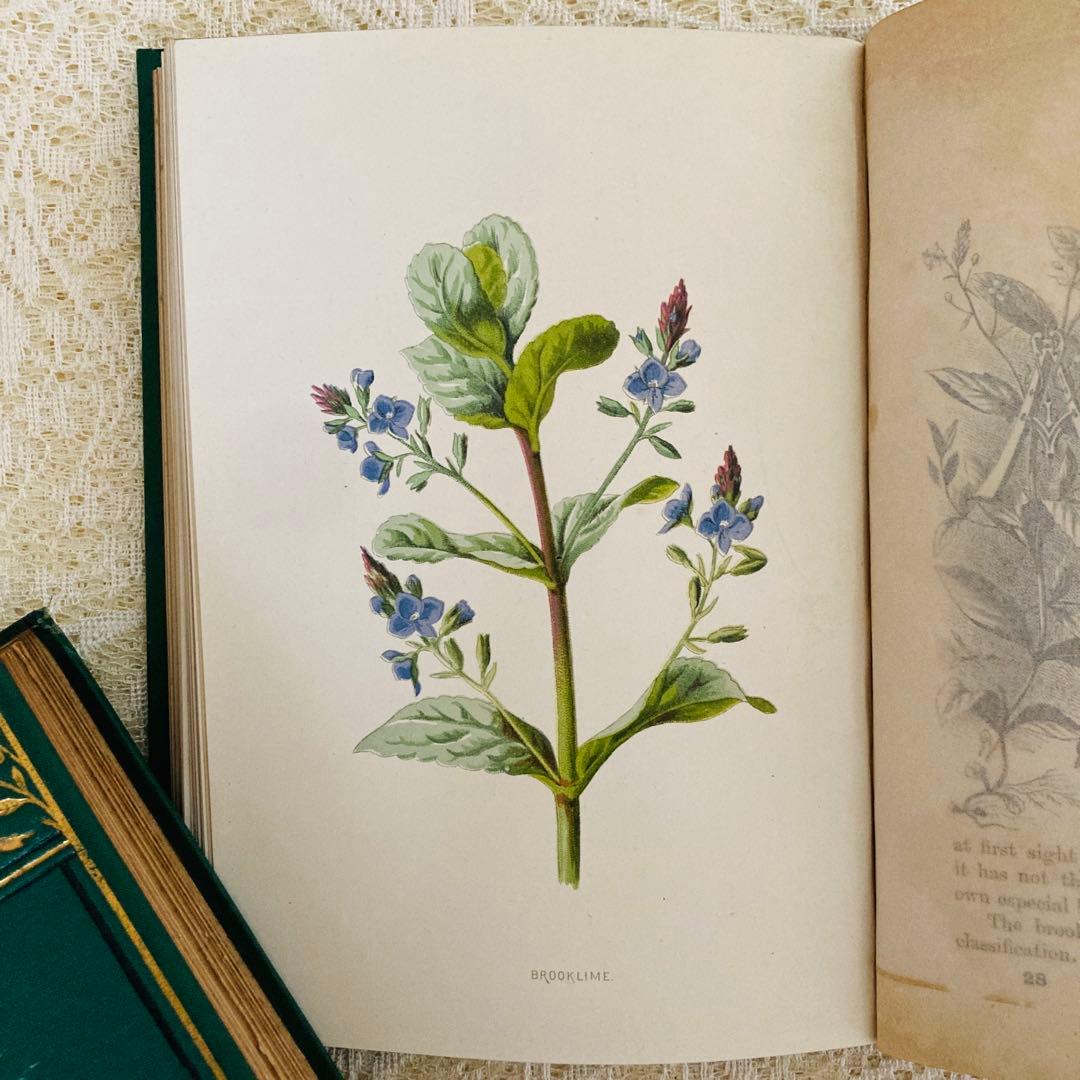希少　Familiar Wild Flowers　アンティーク植物図鑑　洋書古書