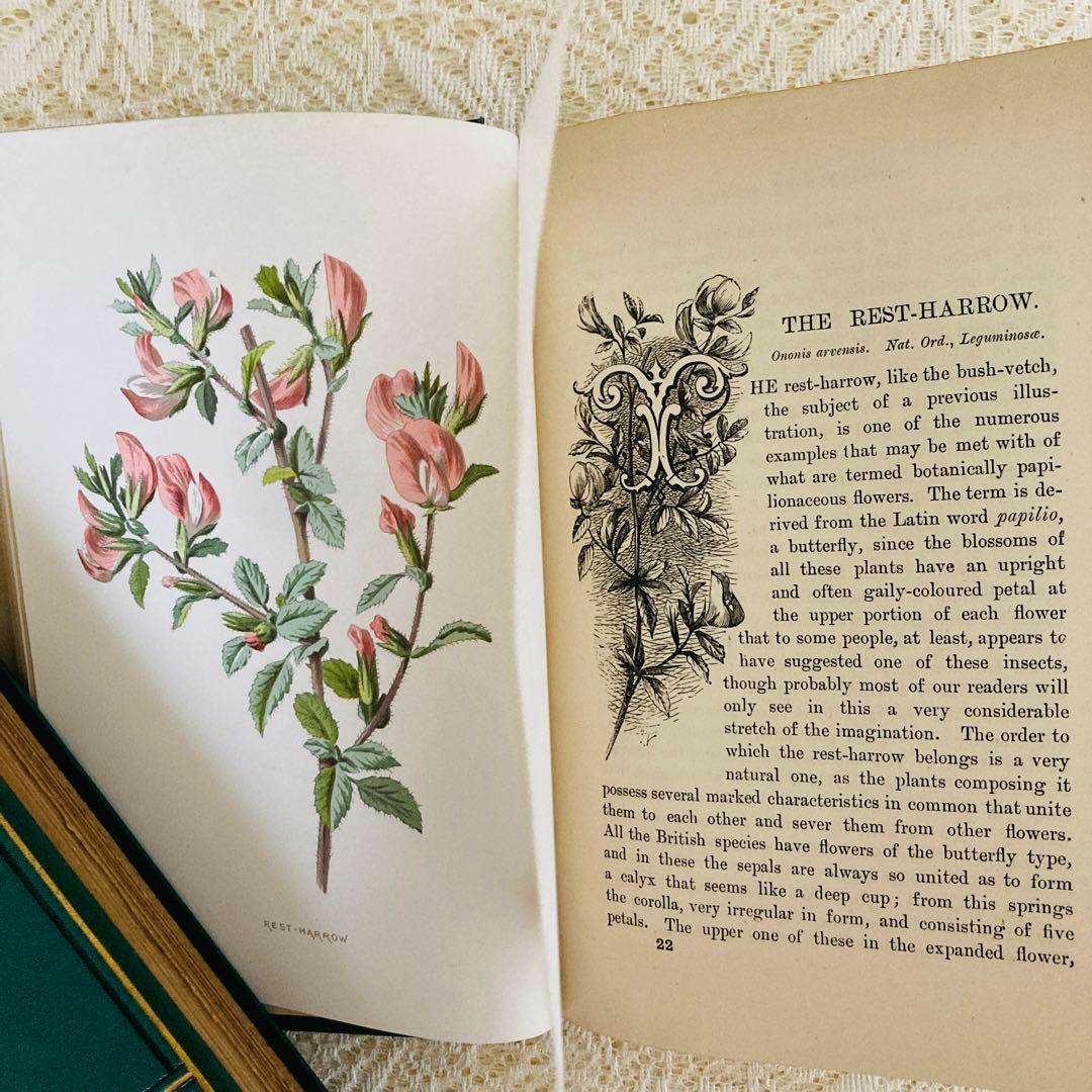 希少　Familiar Wild Flowers　アンティーク植物図鑑　洋書古書