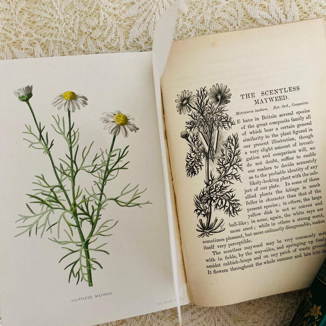 希少　Familiar Wild Flowers　アンティーク植物図鑑　洋書古書