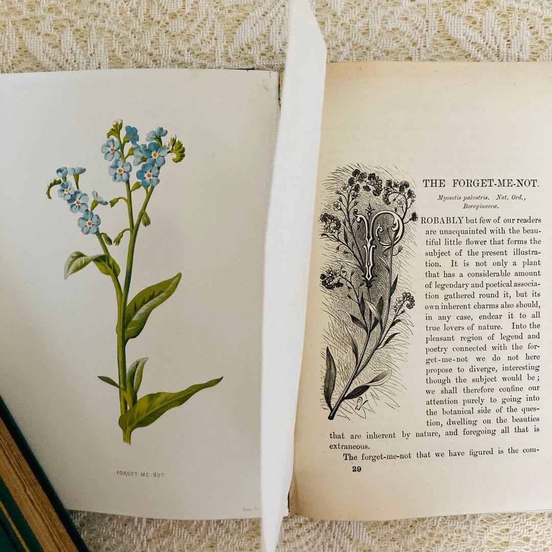 希少　Familiar Wild Flowers　アンティーク植物図鑑　洋書古書