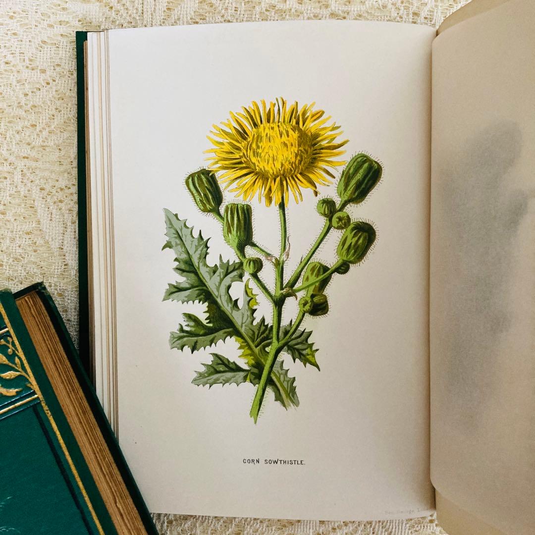 希少　Familiar Wild Flowers　アンティーク植物図鑑　洋書古書
