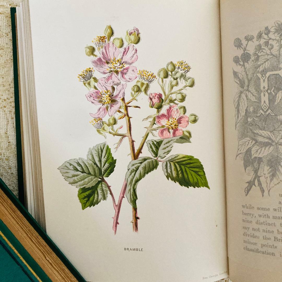 希少　Familiar Wild Flowers　アンティーク植物図鑑　洋書古書