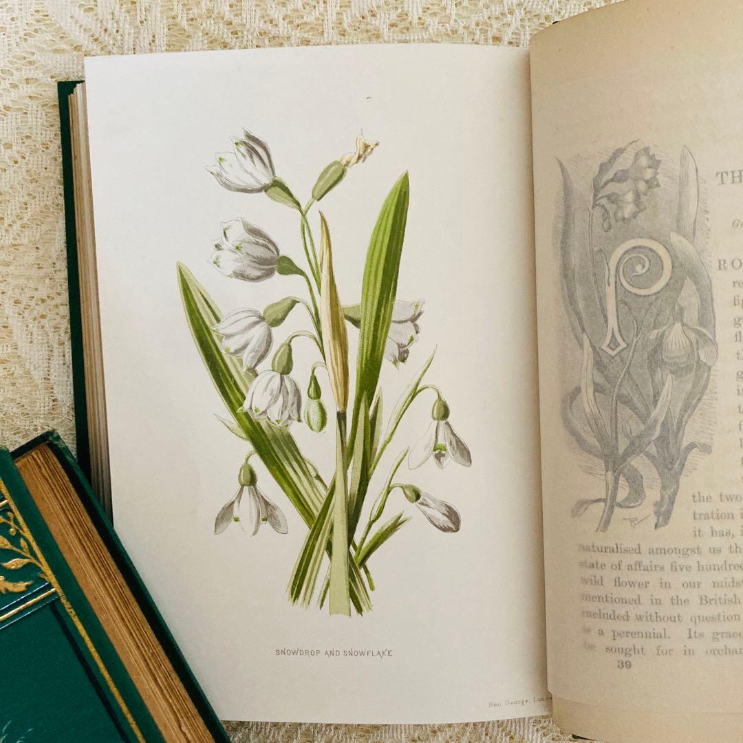 希少　Familiar Wild Flowers　アンティーク植物図鑑　洋書古書