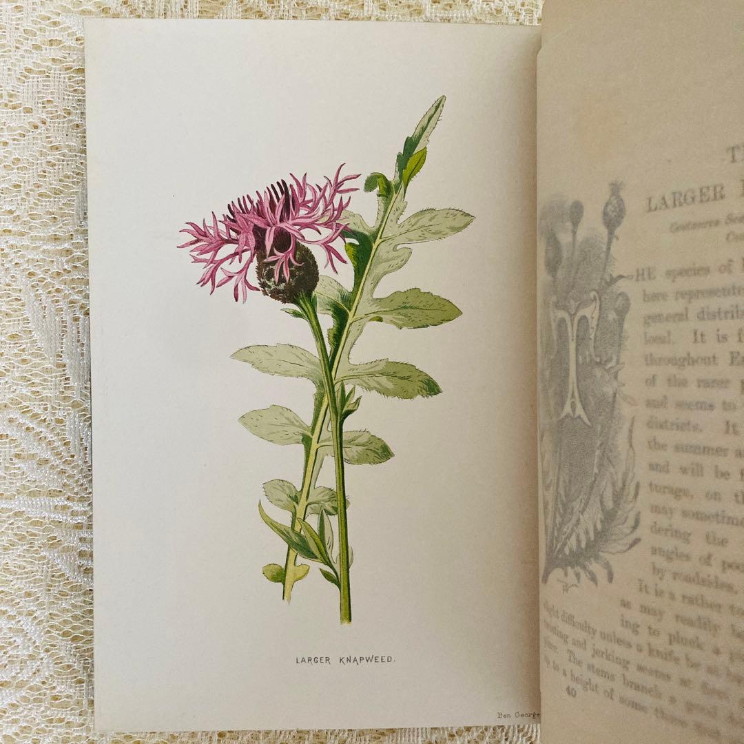 希少　Familiar Wild Flowers　アンティーク植物図鑑　洋書古書