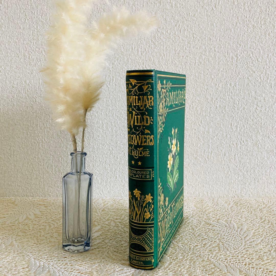 希少　Familiar Wild Flowers　アンティーク植物図鑑　洋書古書